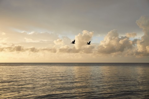 Clouds and birds over ocean at sunrise