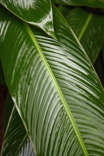 Close-up of calathis leaves after rain