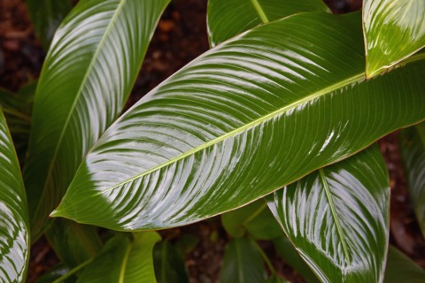 Close-up of calathis leaves after rain