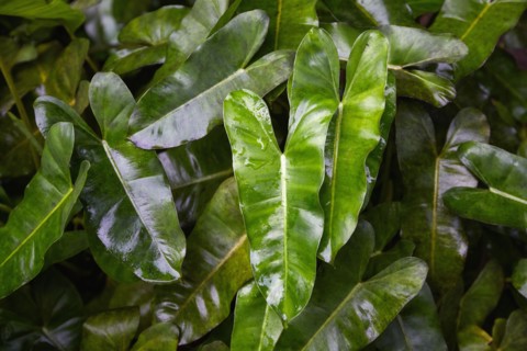 Green tropical leaves