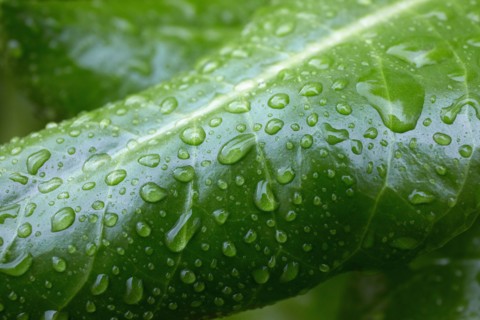 Close-up of green Tropical leaf with raindrops