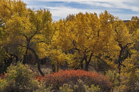 Trees and bushes in Autumn landscape