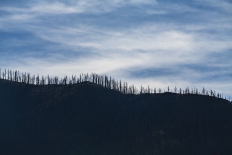 Gila National Forest