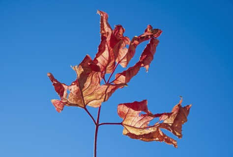 Dried Autumn leaves against blue sky
