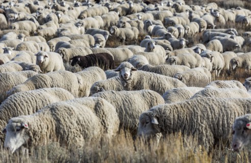 Flock of sheep in field