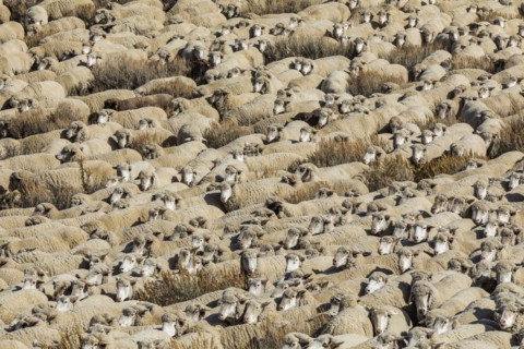 Flock of sheep in field