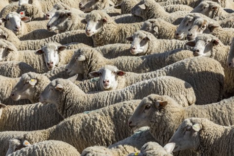 Flock of sheep in field