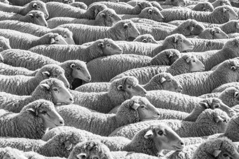 Flock of sheep in field