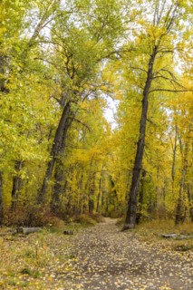 Footpath covered with fallen leaves in Autumn forest