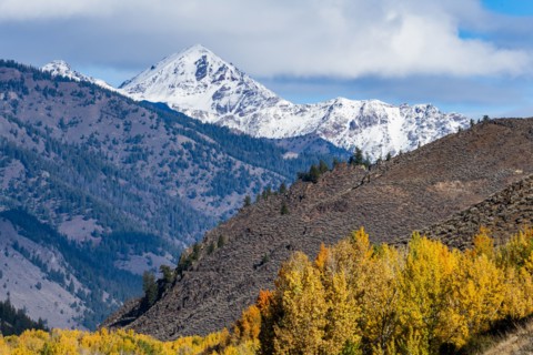 Yellow trees and snowcapped mountains in Autumn
