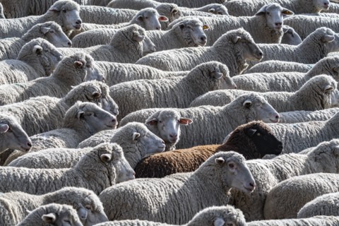 Flock of sheep in field