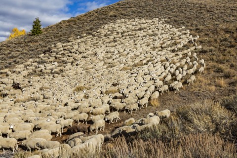 Flock of sheep in field