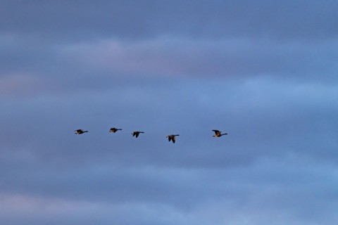 Silhouettes of Canada geese