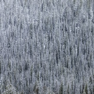 High angle view of pine forest in Winter