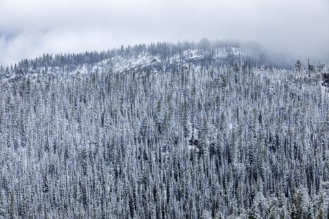 High angle view of pine forest in Winter