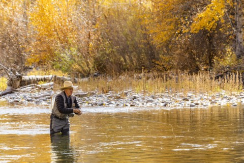 Senior man fly fishing in Big Wood River in Autumn