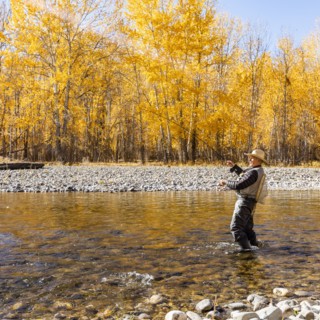 Senior man fly fishing in Big Wood River in Autumn