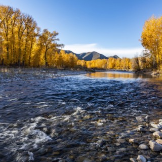 Big Wood River and yellow trees in Autumn