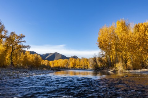 Big Wood River and yellow trees in Autumn