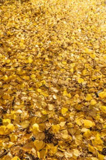 Yellow Autumn leaves on ground