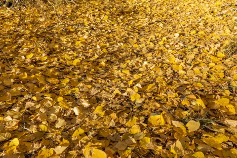 Yellow Autumn leaves on ground