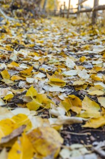 Close-up of footpath covered with yellow Autumn leaves