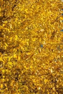 Close-up of tree with yellow leaves in Autumn