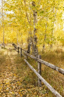 Wooden fence in Autumn forest