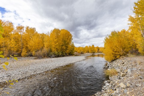 Big Wood River and yellow Autumn trees