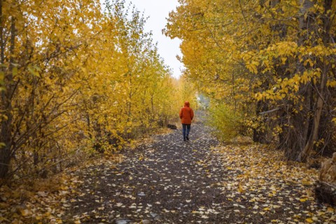 Rear view of woman walking on footpath