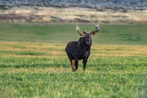 Bull moose standing in grassy field