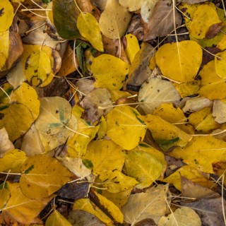 Close-up of yellow autumn leaves
