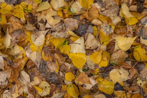 Close-up of yellow autumn leaves