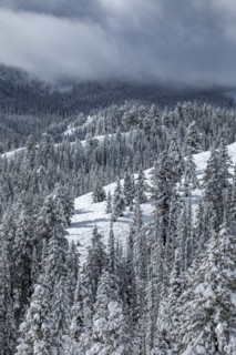Mountain landscape and forest in winter