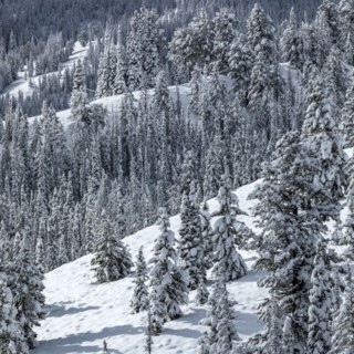 Mountain landscape and forest in winter