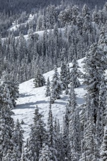 Mountain landscape and forest in winter