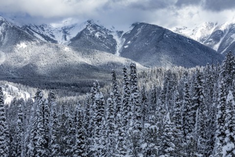 Mountain landscape and forest in winter