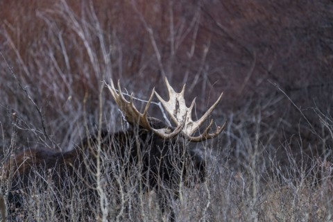 Bull moose walking trough bushes
