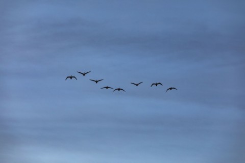 Trumpeter swans