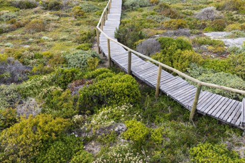 Wooden bridge in Lekkerwater Nature Reserve