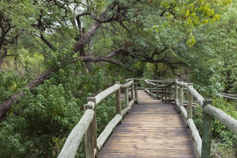 Wooden walkway in Nambwa River Lodge
