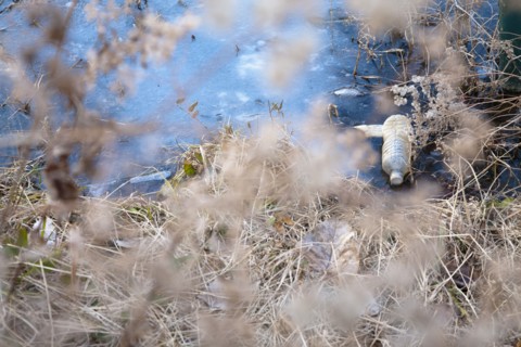 Litter by stream bank
