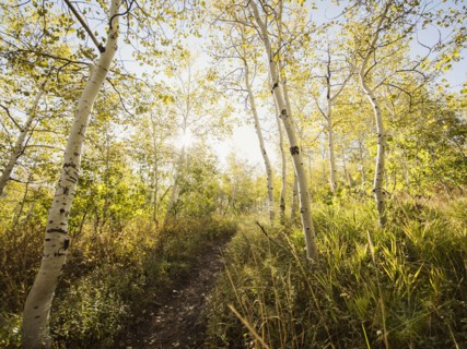 Footpath in forest on sunny day