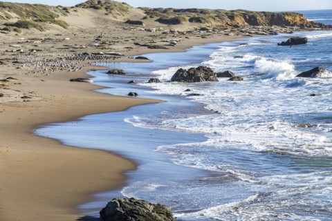 San Simeon, Elephants Seals sunbathing on beach