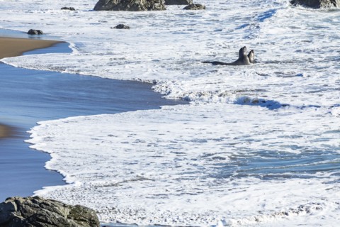 San Simeon, Bull Elephant Seals fighting in surf