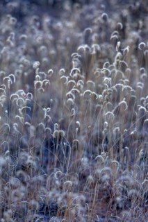 Close-up of wild grasses