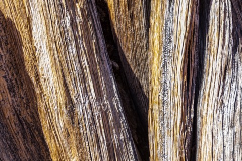 Dry tree trunk with striped pattern