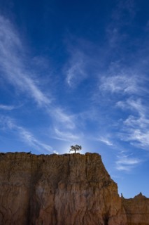 Single tree on canyon edge