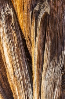 Dry tree trunk with striped pattern