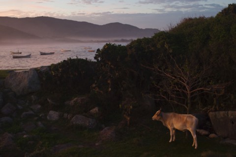 Armacao, Cow grazing near fishing village